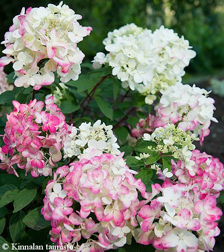 Hydrangea paniculata 'Diamant Rouge', japaninhortensia